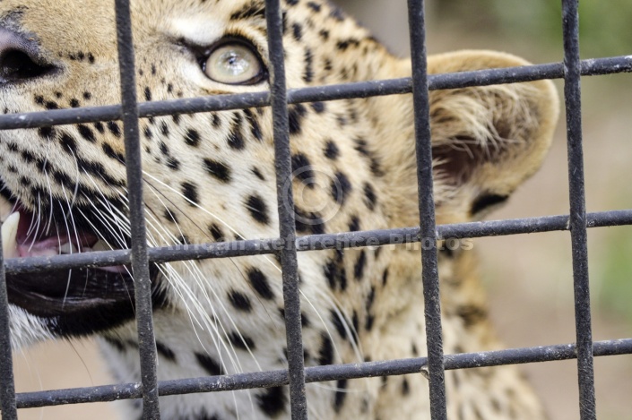 Caged Leopard