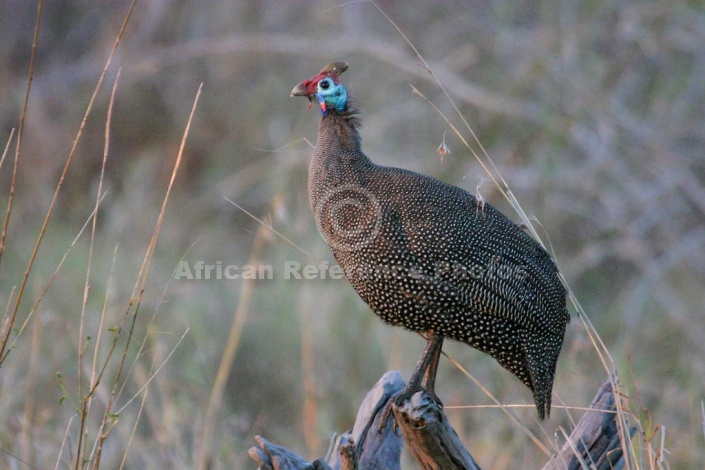 Helmeted Guineafowl Perching