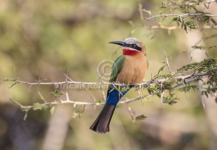 White-fronted Bee-eater