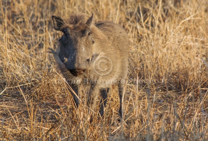 Warthog