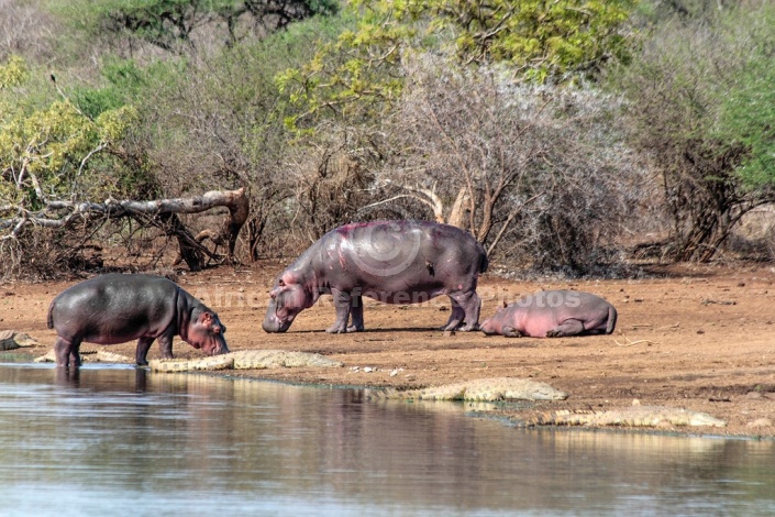 Hippos and crocs reference photo