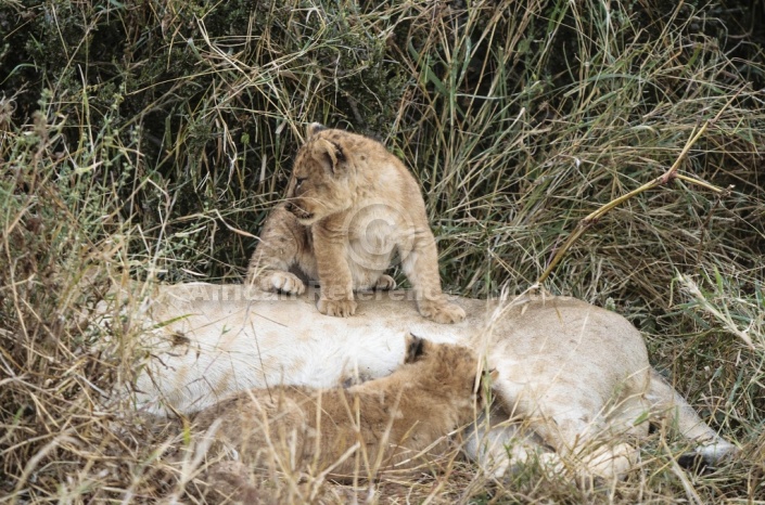 Lion Cub