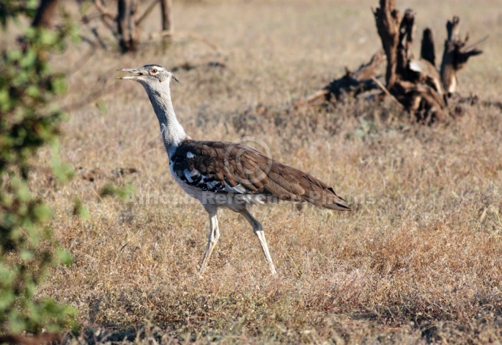 Kori Bustard Walking in Grassland