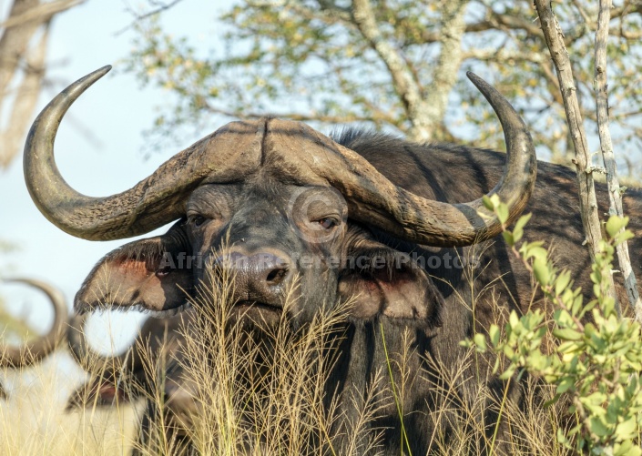 Buffalo Bull