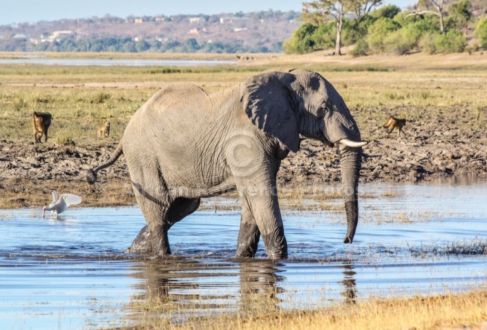 Elephant Crossing Stream