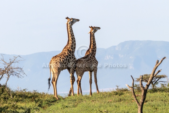 Young Male Giraffes