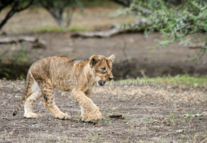 Lion Cub with Big Paws