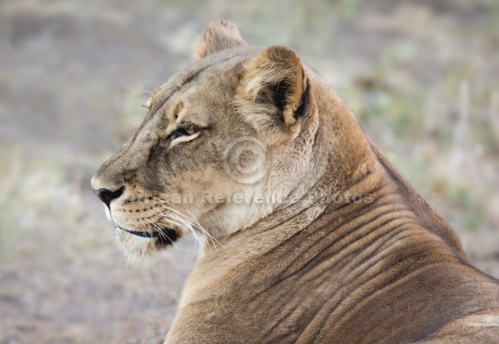 Lioness Side View, Head Shot