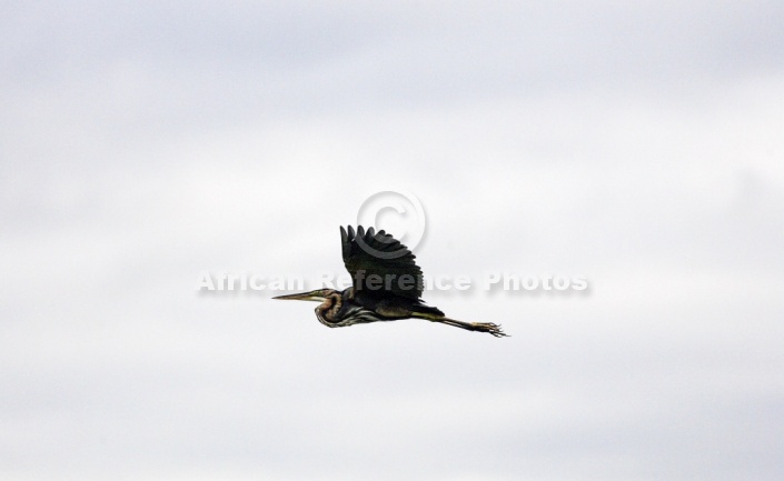 Goliath Heron in flight