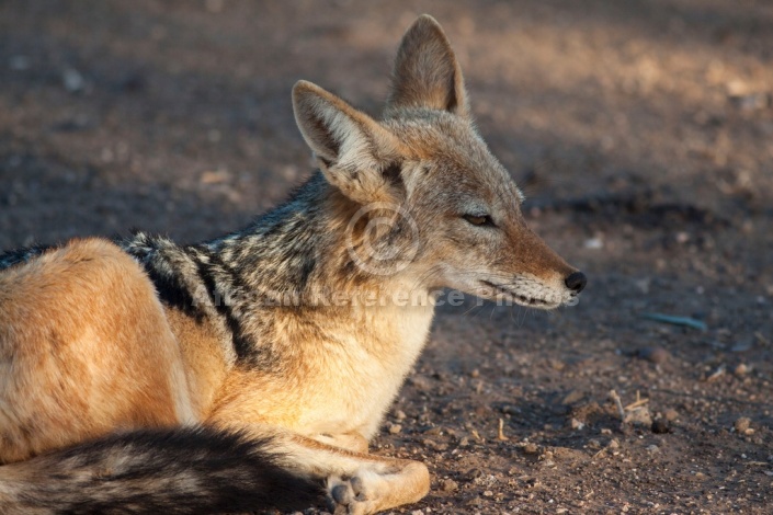 Black-backed Jackal Resting in Shade