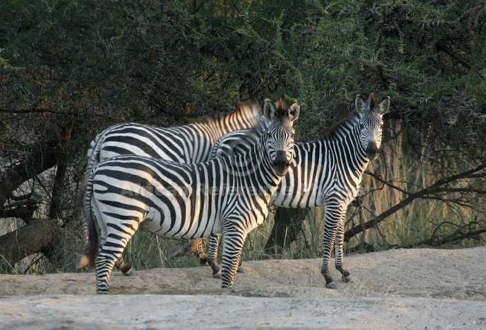 Zebra