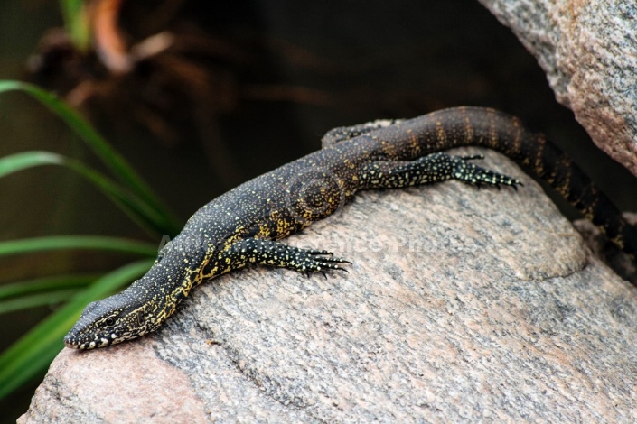 Nile Monitor Reference Photo