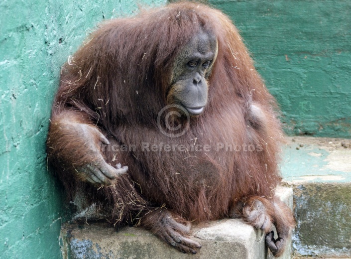 Captive Orangutan