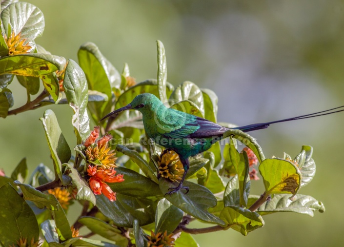 Malachite Sunbird on Wild Pomegranate