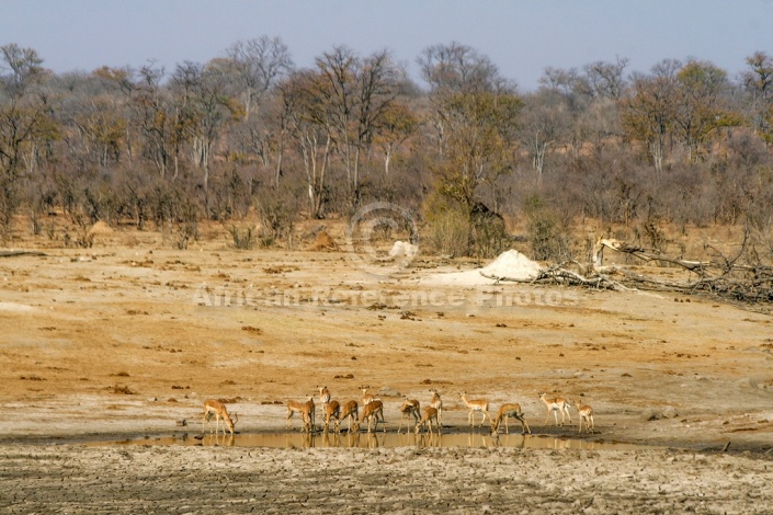 Scenic of Impala at Waterhole