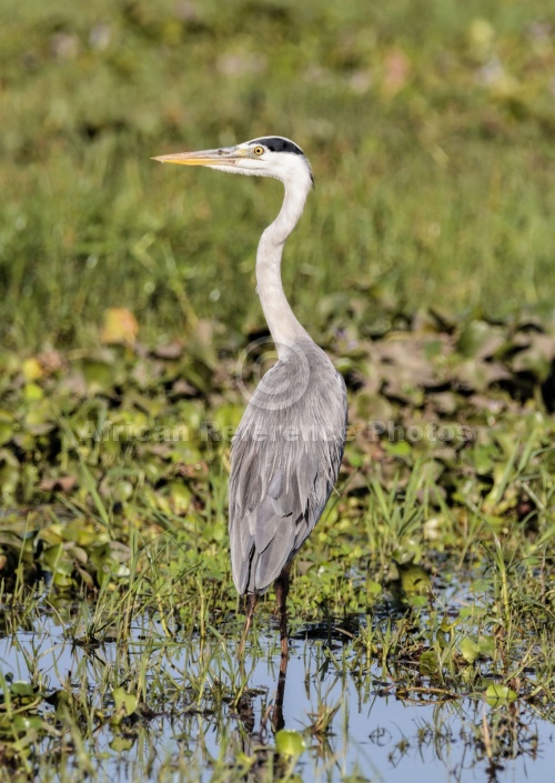 Grey Heron