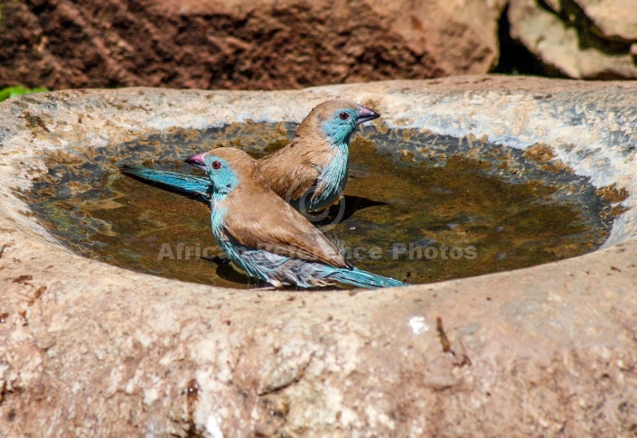 Blue Waxbills Enjoying Birdbath