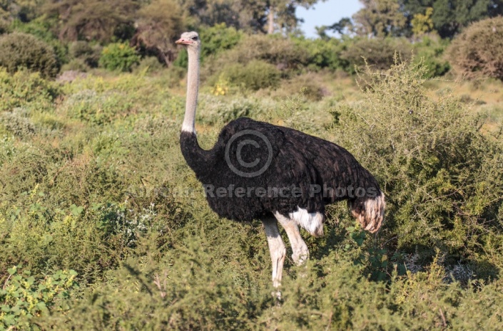 Ostrich Male