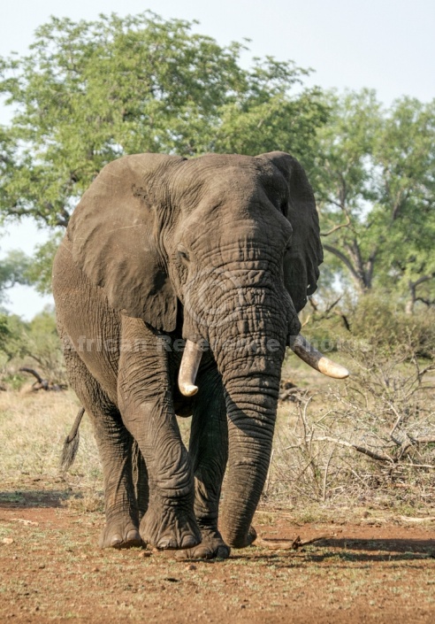 African Bull Elephant