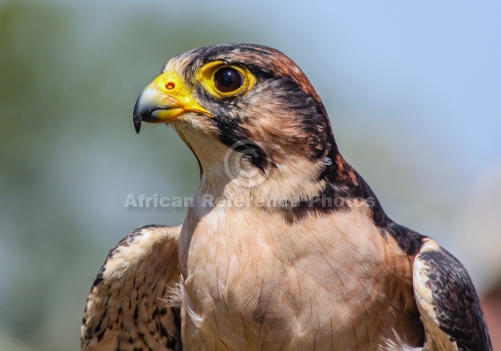 Lanner Falcon