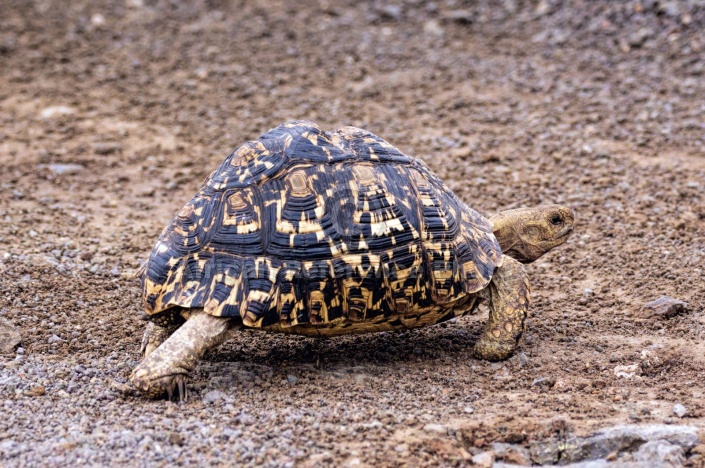 Leopard Tortoise