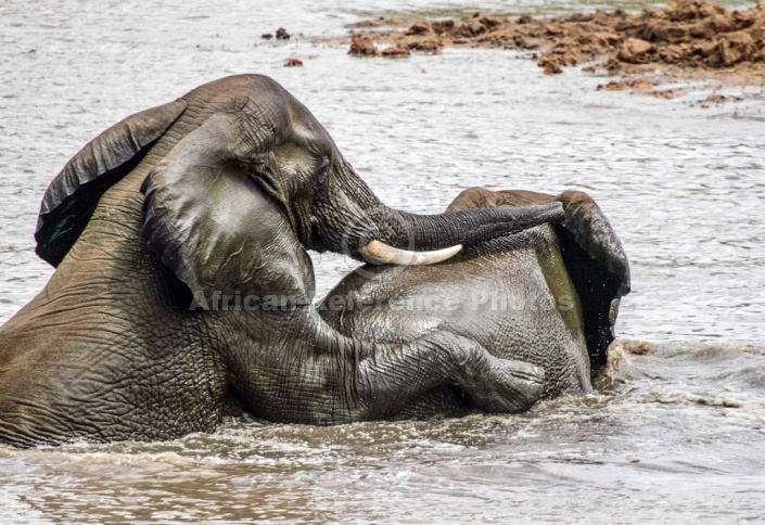 Playful Elephants