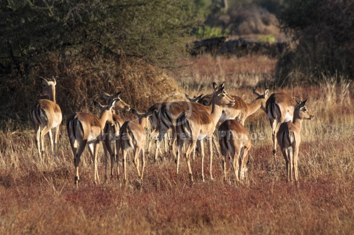 Impala