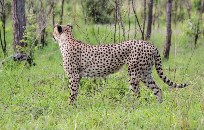 Cheetah Male Pausing to Look Around