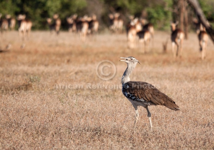 Kori Bustard and Impala