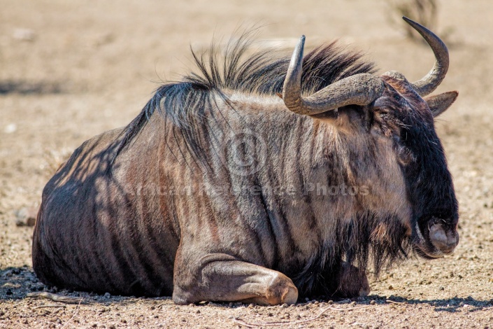 Blue Wildebeest