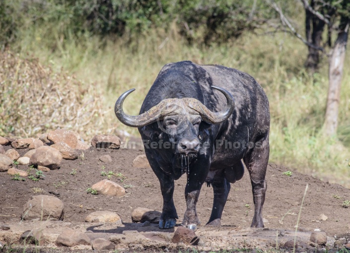 Buffalo Bull