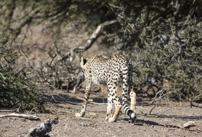 Cheetah