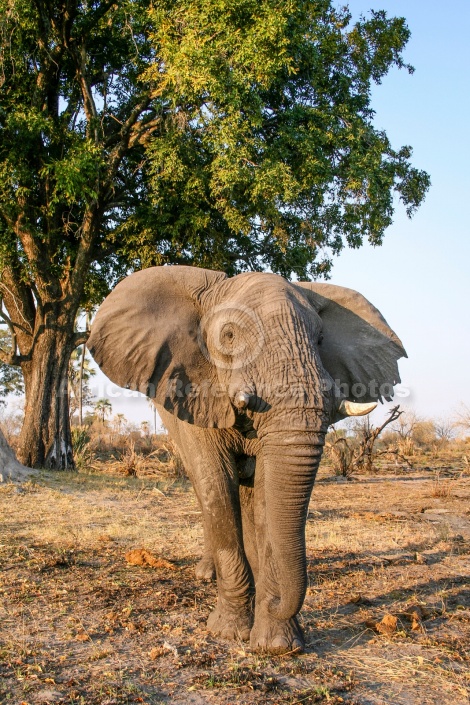 Elephant Bull, Front-on View