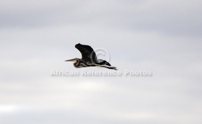 Goliath Heron in flight