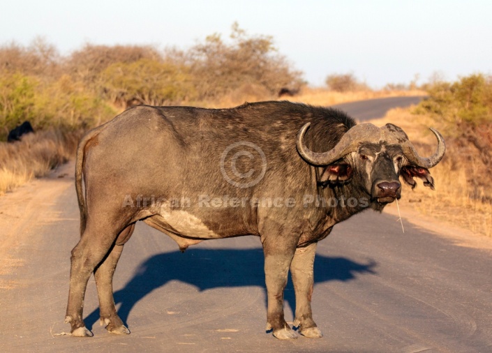 Buffalo Bull