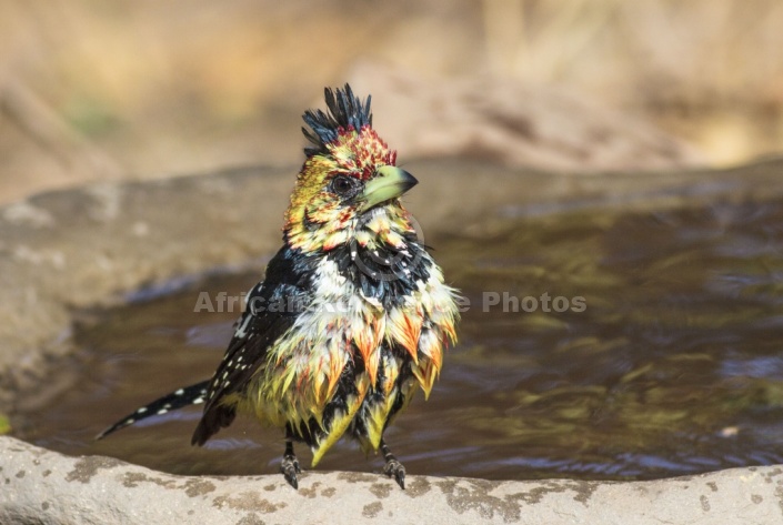 Crested Barbet