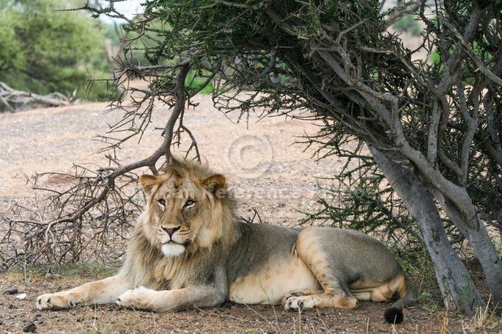 Male Lion Looking into Distance