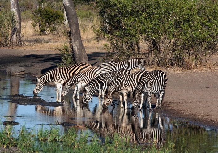 Reference photo of zebra group at waterhole