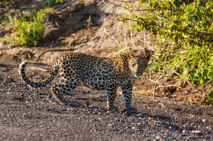 Young Leopard