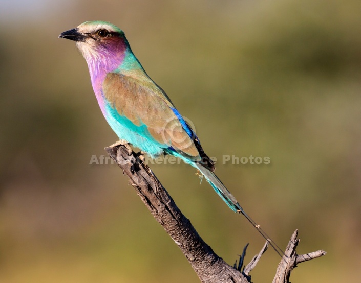 Lilac-breasted Roller