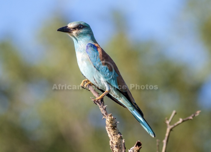 European Roller