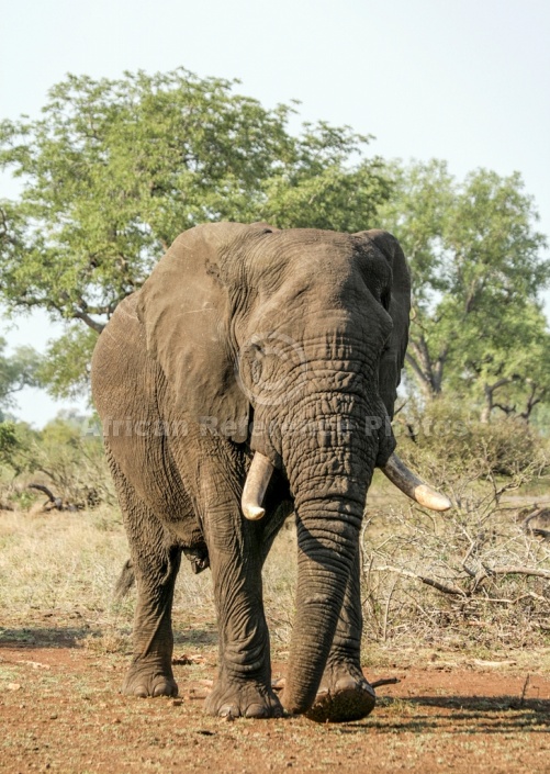 Male African Elephant