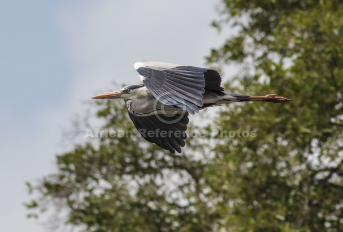 Grey Heron