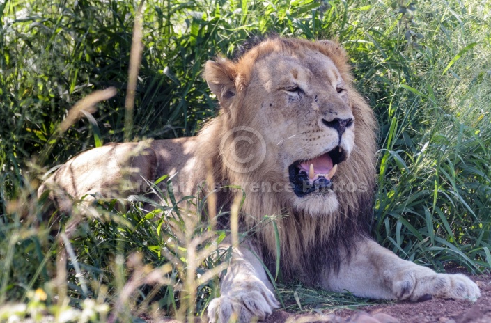 Lion Male at Rest