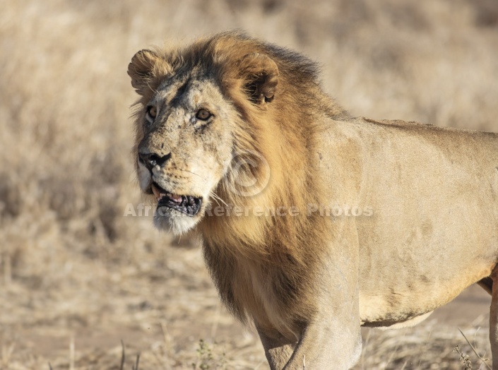 Male Lion