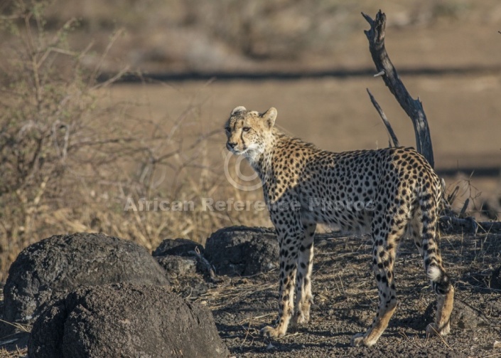 Cheetah