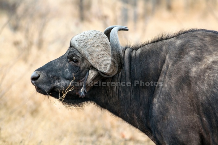 African Buffalo