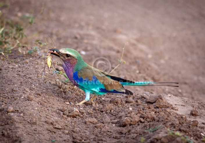 Lilac-Breasted Roller