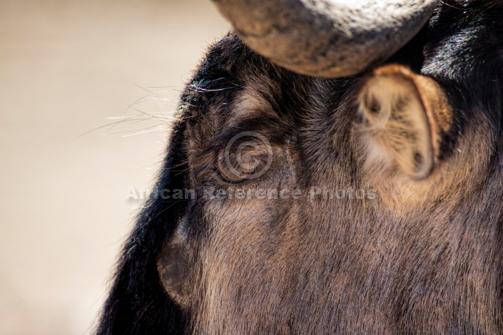 Blue Wildebeest