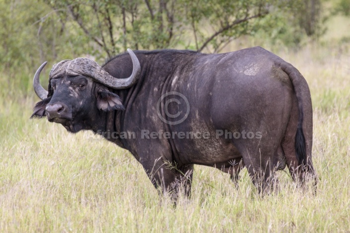 African Buffalo